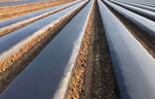 Plastic PE Thickened Black Agricultural Film Waterproof Breathable Weed-proof Heat-insulating Blow Molding Film