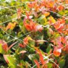 Heavy Duty Trellis Netting Roll - 79''x328' Plastic Plant Trellis Net for Climbing Plants