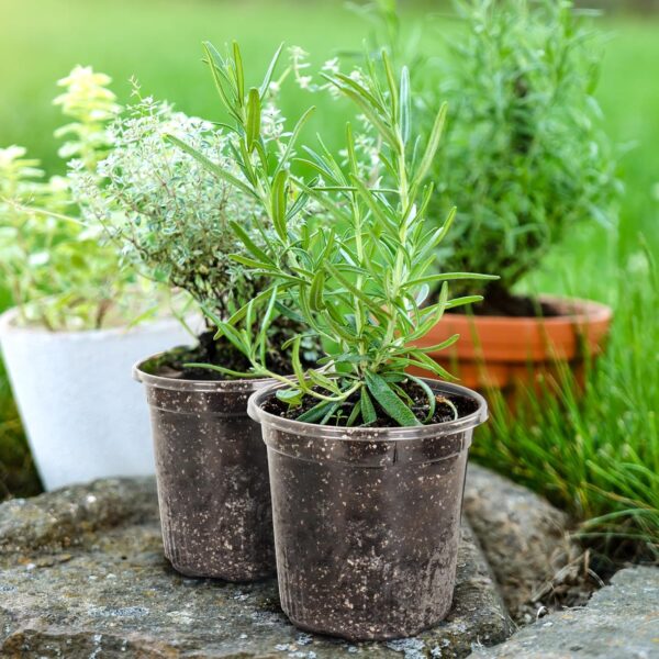 Gallon Reinforced Clear Nursery Pots with Drainage Holes, 7 Inch Transparent Plastic Plant Pot Seedling Planter for Vegetable Propagation, Root Cutting, Seed Starting