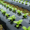 Black Silver PE Plastic Mulching Film Agricultural Farming Greenhouse Seedling Growing Anti UV Blow Molding Customized