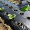 Black Silver PE Plastic Mulching Film Agricultural Farming Greenhouse Seedling Growing Anti UV Blow Molding Customized