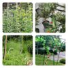 Nylon Trellis Netting Roll 5 x 350 ft, 6 Inch Soft Mesh, Heavy Duty Reinforced Garden Plant Support Mesh for Vertical Growing, Climbing Plants