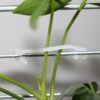 Grape Vine Trellis Clips - Agricultural Plant Plastic Rope Vine Tied Fixed Buckle Hook Tie Belt Vegetable and Fruit Tie Wire Frame Belt