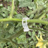 Tomato Clip Support Grafting Clip Tomato Trellis Clips
