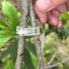 Tomato Clip Support Grafting Clip Tomato Trellis Clips