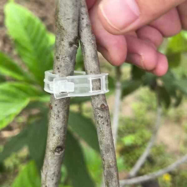 Tomato Clip Support Grafting Clip Tomato Trellis Clips