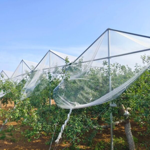 H35a39b10fb3f4ab3a7eecffd0e0e7e30N HDPE Antihail Hail Proof Net Frost Round Mesh Netting for Agriculture Crops Fruit protection apple Tree Plant