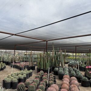 Long Life Garden Agricultural Tunnel Greenhouse Cover Black Knitted Polyethylene Shade Fabric Mono Filament Sun Shade Net